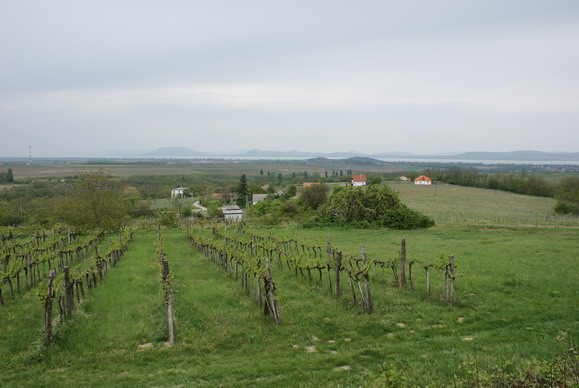 Balatonboglári szőlőtőkék Szőlőtőkék