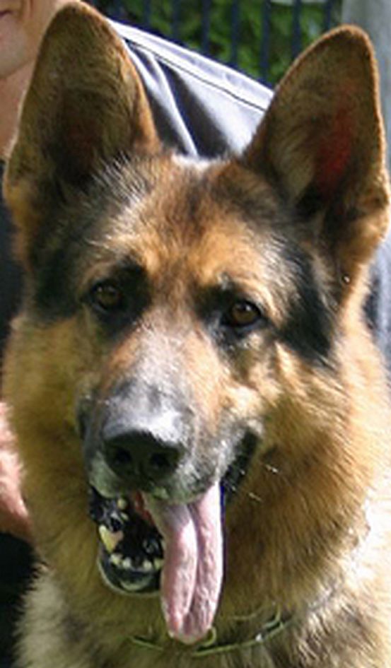 Kitüntetett rendőrkutya