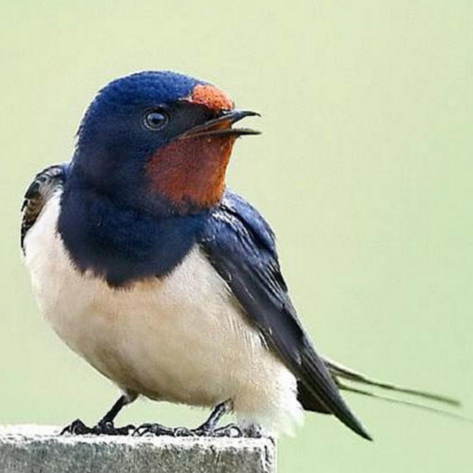 Több a fecske, mint a ház