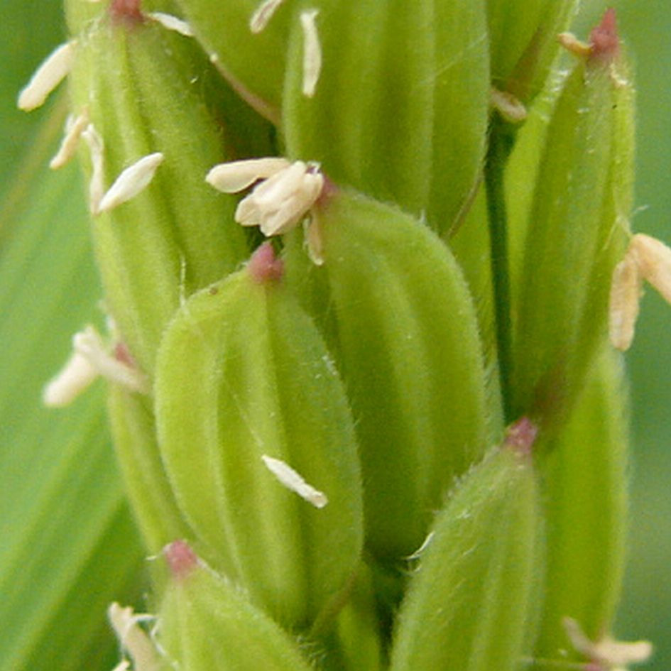 Rizsfesztivál Patalomban