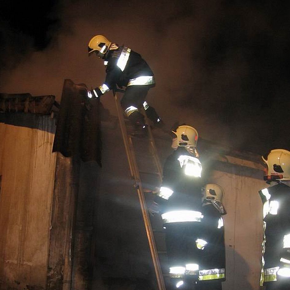 Rengeteg állatot mentettek