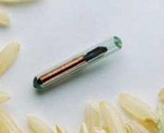 Az ebek chipelési folyamata Kaposváron