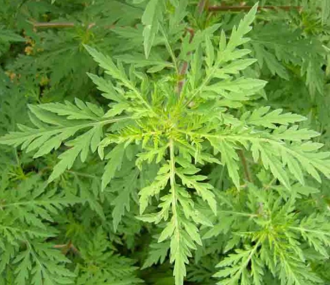 Indul a parlagfű kommandó Kaposváron