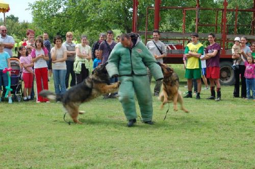 dsc_0051_207_2010072354117_664.JPG