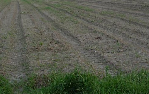 Előrehozott uniós kifizetések segítik a gazdákat
