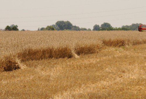 Terméskilátások és vetőmag vásárlás