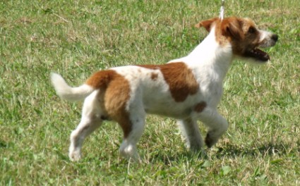 Személyit kaptak a kaposvári kutyák