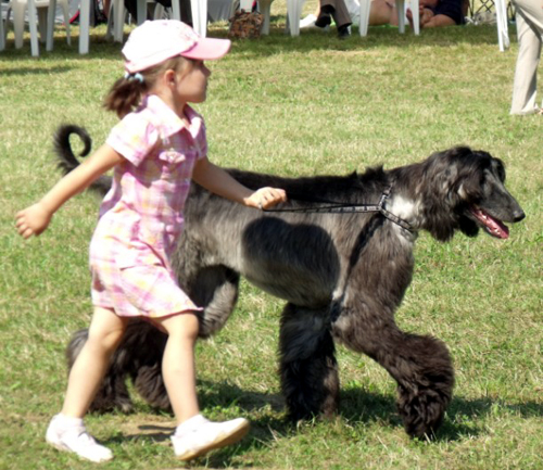 Vadászebek versengtek Kaposváron