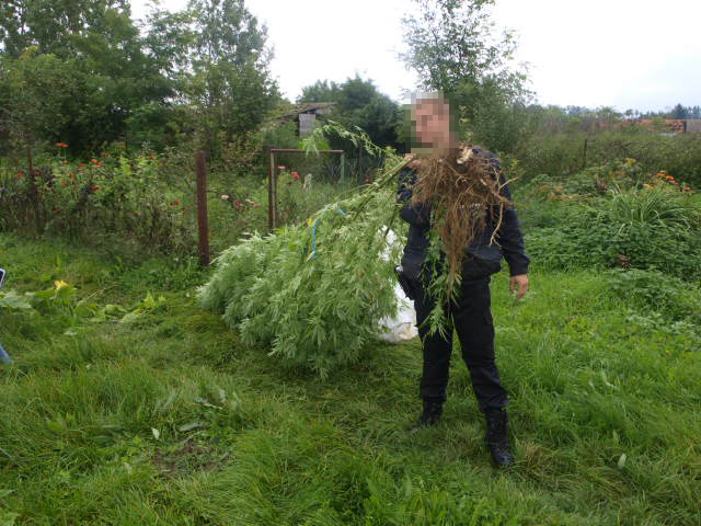 Drogba akadt Körfűrész