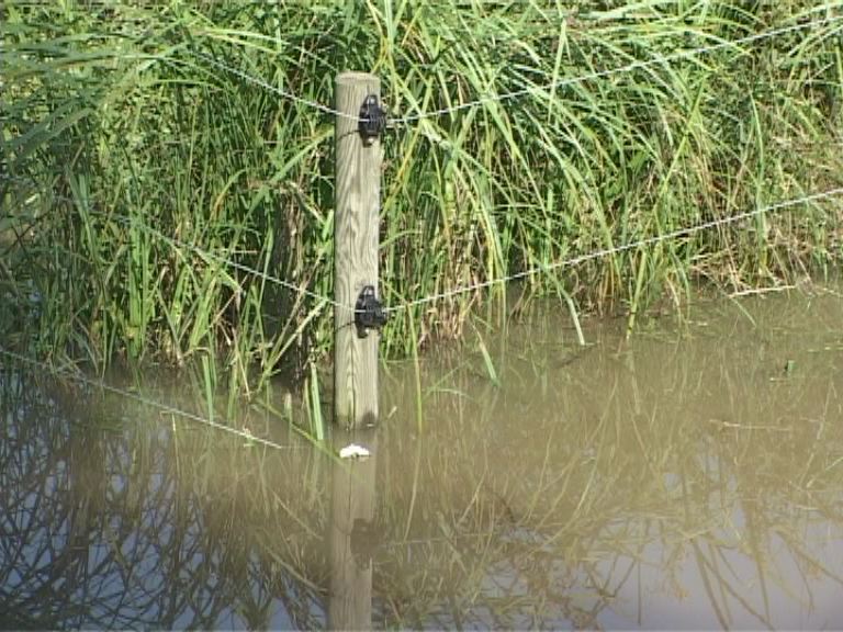 Hal úszik a legelőn