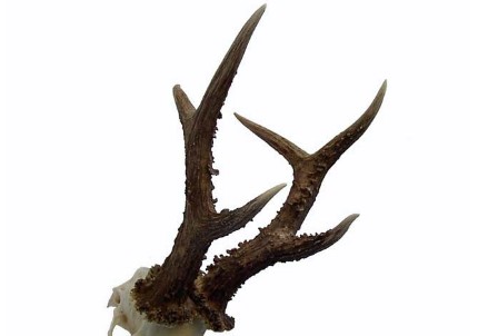 Tolvajok nehéz napjai