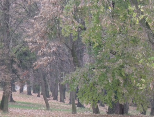 Hatékony fellépés a falopások ellen