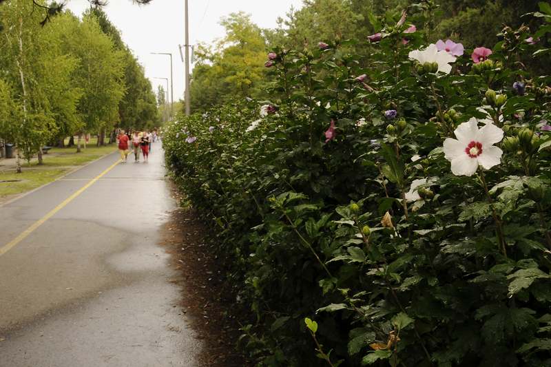 Befektetőt várnak Fonyódligetre