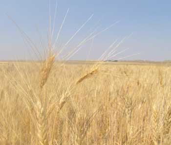 Gabonakereskedőket figyelmeztet az APEH