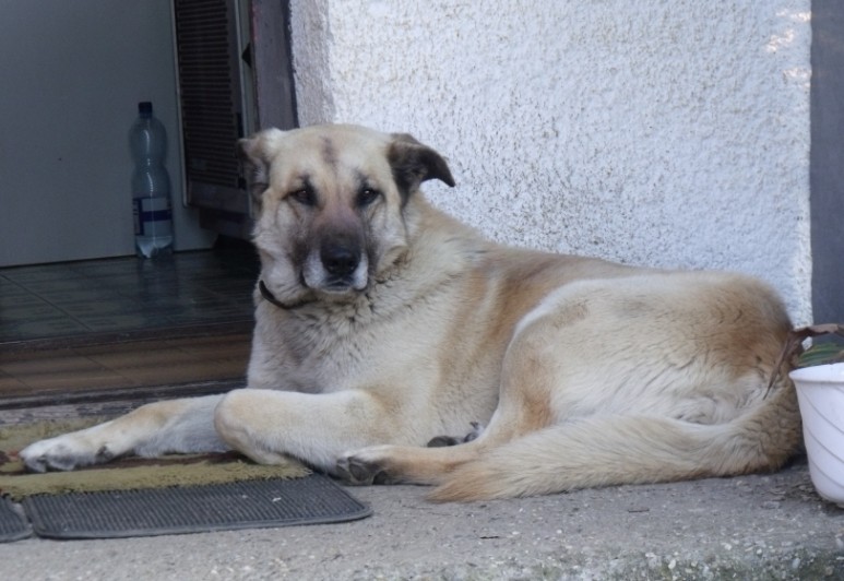 Nyugtatót javasolnak a kutyáknak