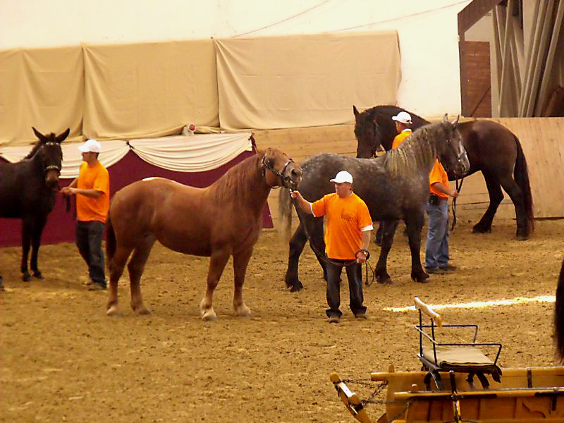 Szakmai előrelépés a Lovasakadémián