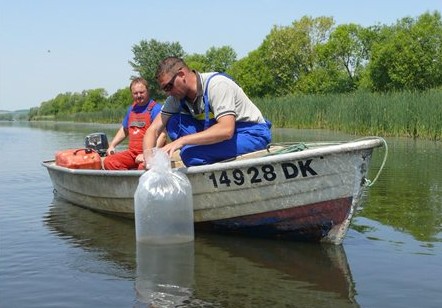 Süllőt telepítettek a Kis-Balatonba