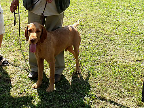 Kutyának fürödni tilos