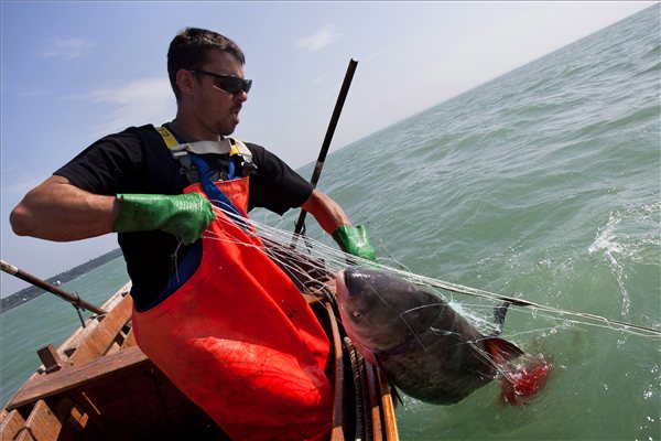 Balatoni Halászati Zrt. - végelszámolás