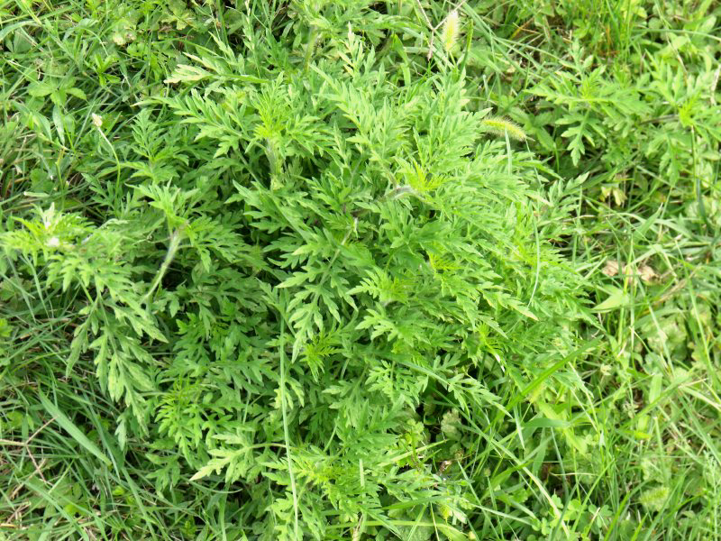 Zöld számon riasztható a parlagfű kommandó 