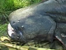 A harcsa is pusztul a Balatonban