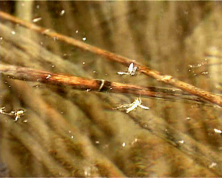 Indul a balatoni szúnyogirtás