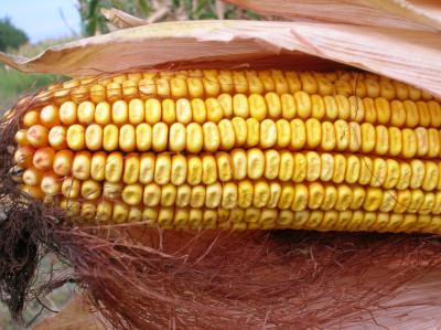 Somogyba is elért a GMO botrány