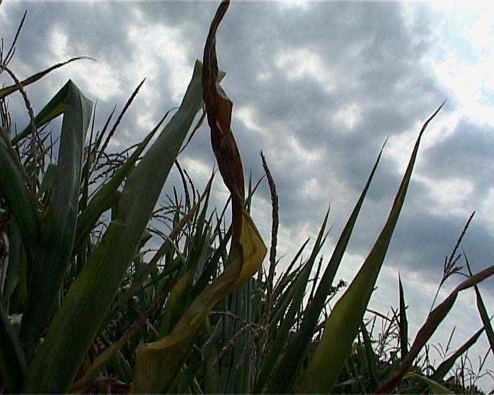 Ne legyen több éhes gyerek!