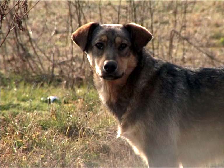 Szita Károly egyeztet az állatvédőkkel 