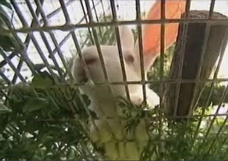  Munka után nyúlnak