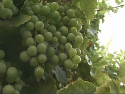 Somogyban kezdődött az európai szüret