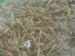 Megvédik a Kis-Balaton vizét