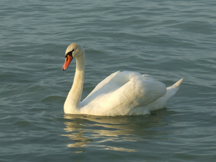 Hattyúkat gyűrűznek a Balatonon