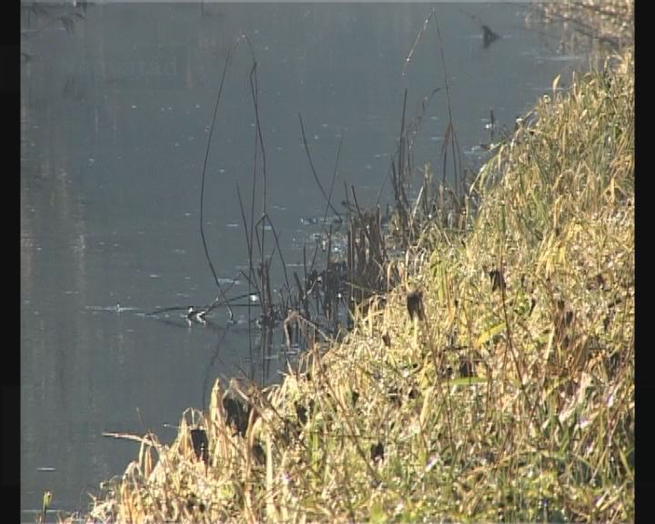 Koponya került elő a Rinyából