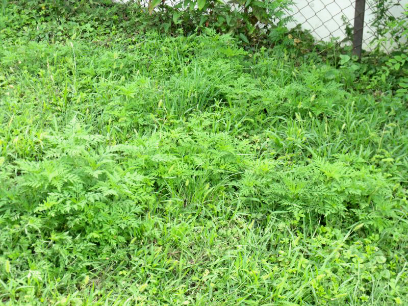 Az első fagyig tart a parlagfű ellenőrzés