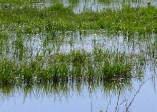 Veszélyben a balatoni élővilág