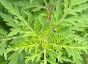 Levegőből kémlelik a parlagfüves területeket