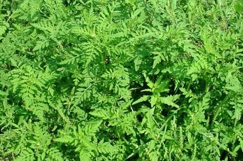 Kaposváron még mindig támad a parlagfű