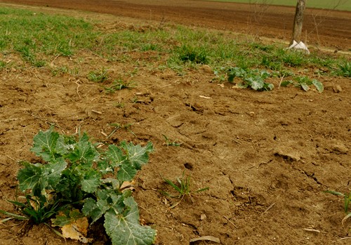 Szociális földprogram Somogyban is