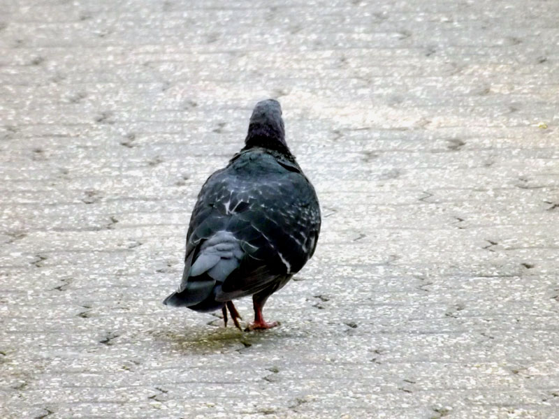 Somogyban is figyelik a madarakat