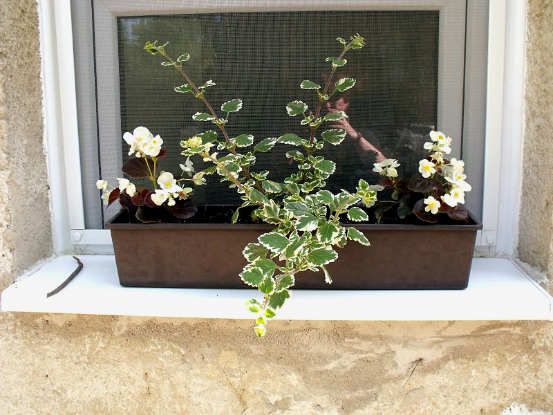 Köszönetet mondtak a várost megszépítőknek