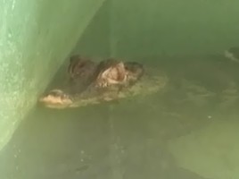 Krokodilbaleset Balatonszárszón, nyomozás indult