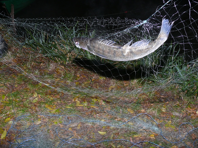 Orvhalászt fogtak a Desedán