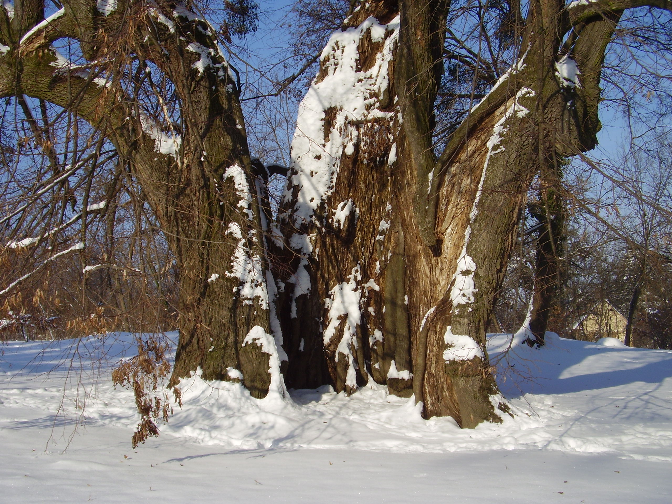Somogyi fák taroltak az internetes szavazáson