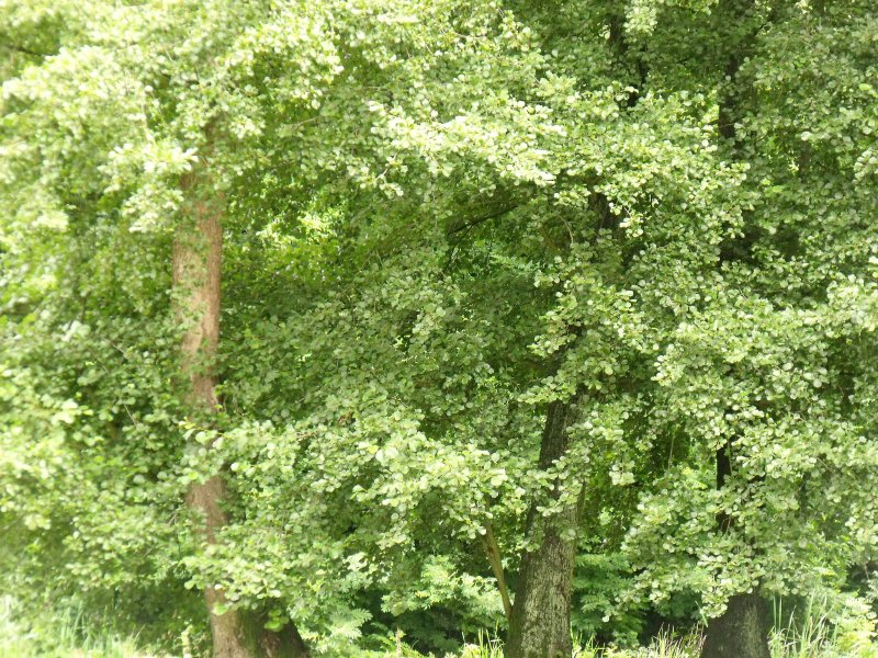 Új termesztéstechnológia az erdészetnél