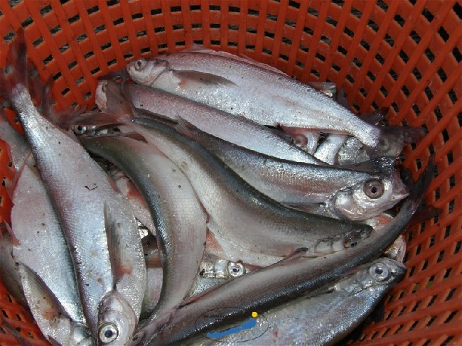 Visszavásárol a BHNP