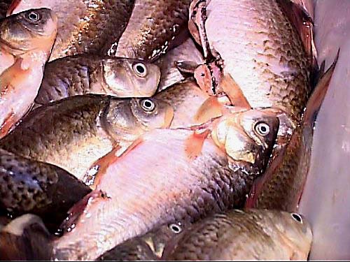 Nem lesz Áfa a balatoni horgászjegyen