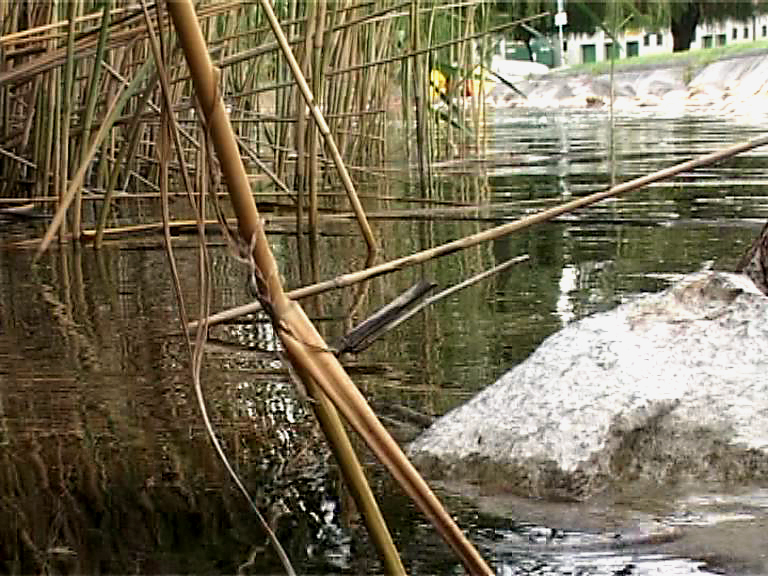 Megoldott a balatoni szúnyogirtás