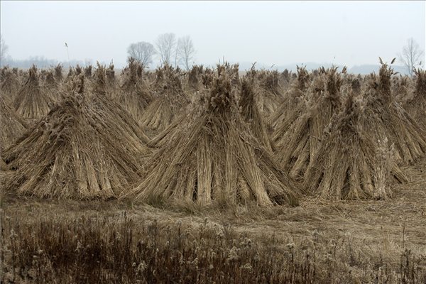 Jég nélkül nehézkes a nádaratás