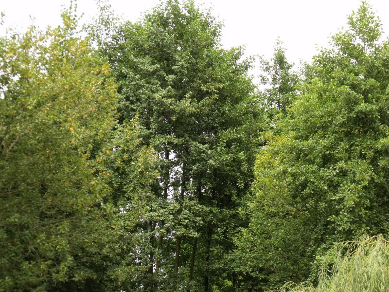 Több mint 300 millió somogyi erdősítésre